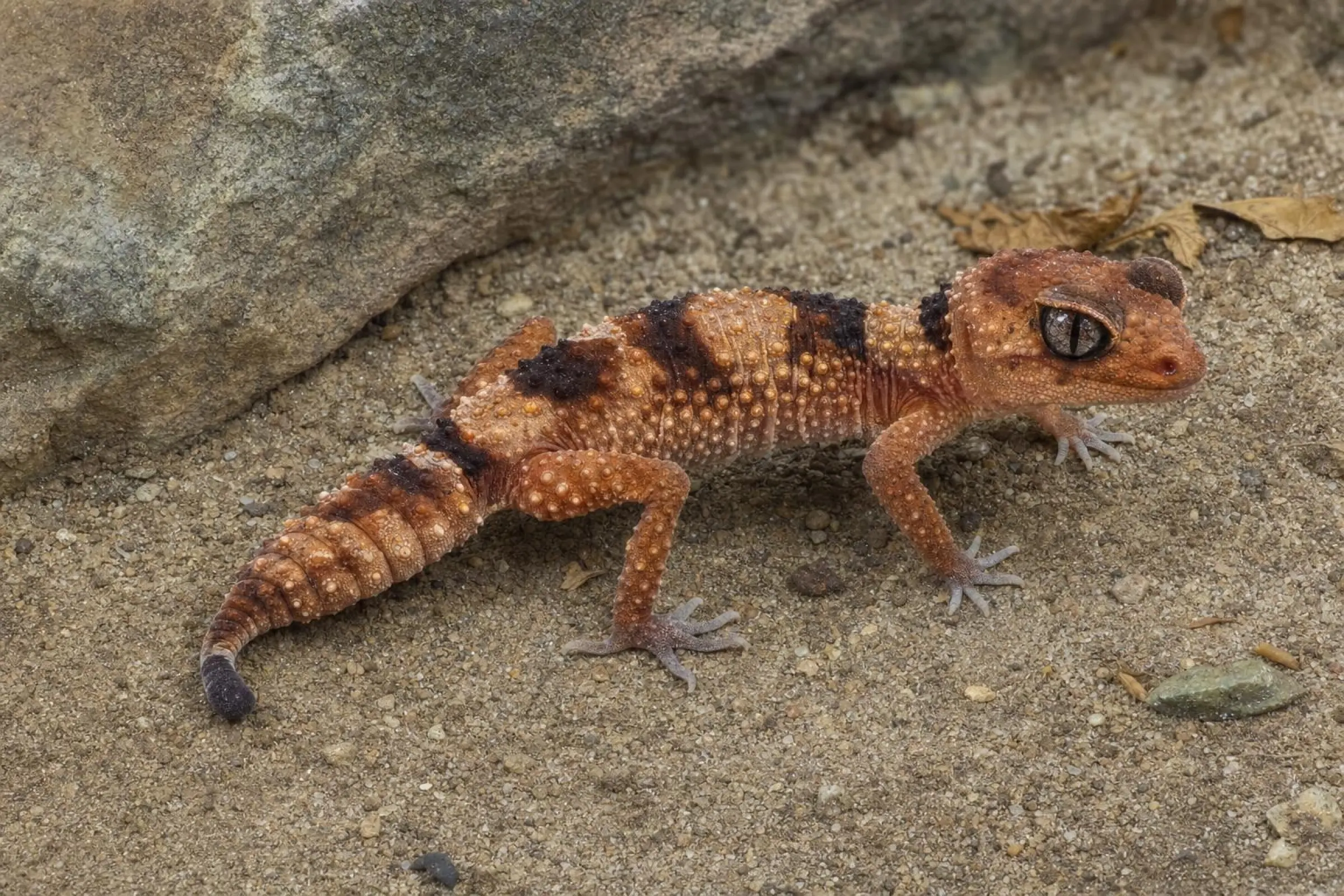 Nördlicher Bänderknopfschwanzgecko, Nephrurus cinctus