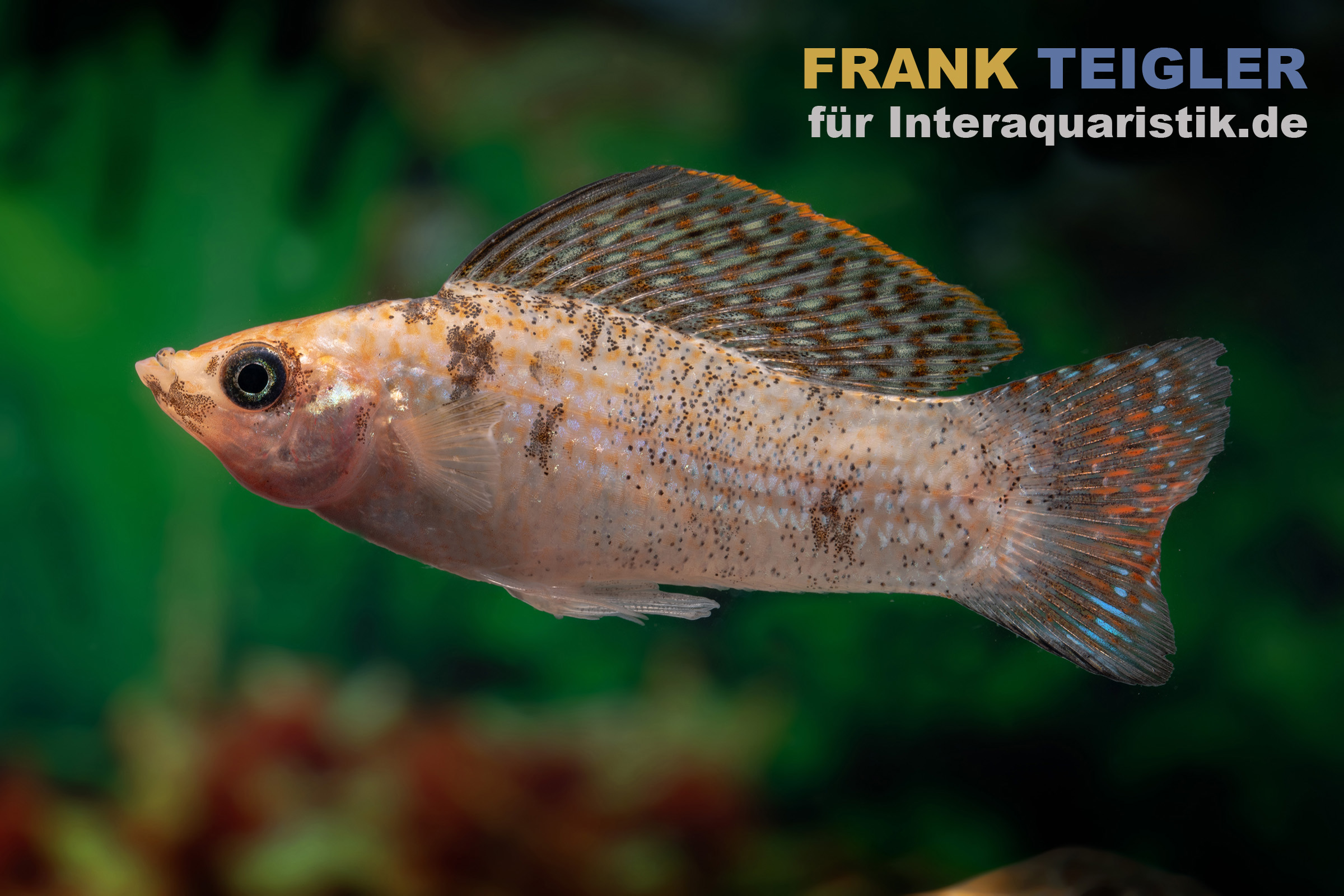 Segelkärpfling Goldmarmor, Poecilia velifera, Premium XL