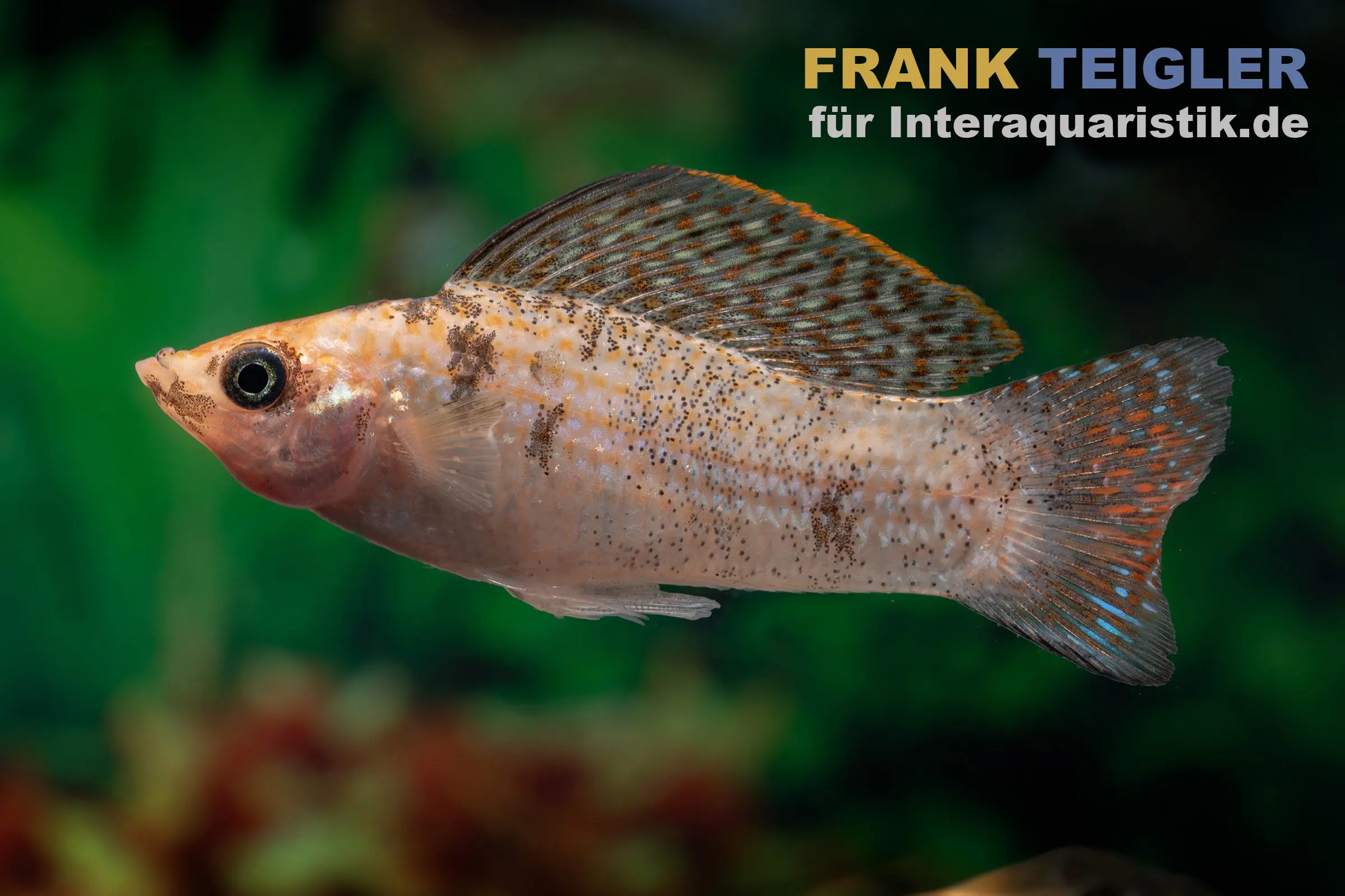Segelkärpfling Goldmarmor, Poecilia velifera, Premium XL