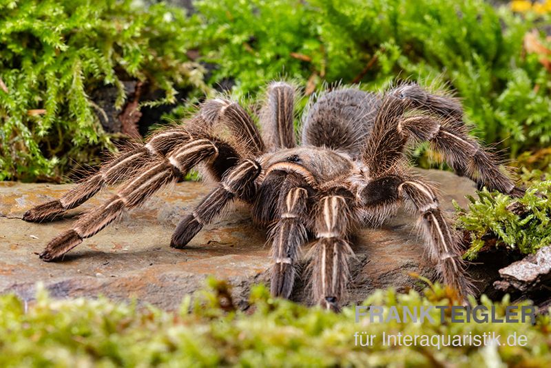 Gestreifte Guatemala-Vogelspinne, Aphonopelma seemanni, Spiderling 3/4''