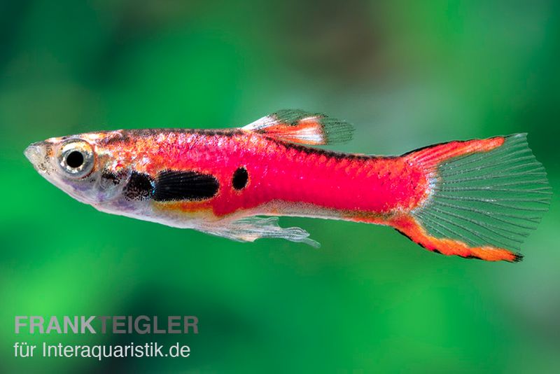 Endler-Guppy magenta, Poecilia wingei, Männchen