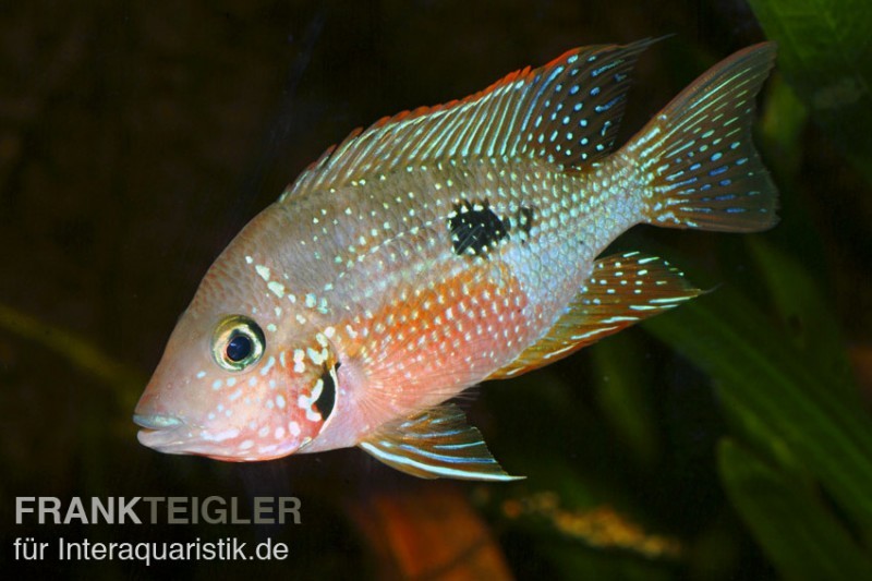 Elliots Buntbarsch, Thorichthys ellioti, DNZ