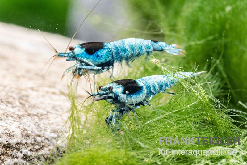 Blue Mosura King Kong Garnele, Caridina spec. (Taiwan Bee)