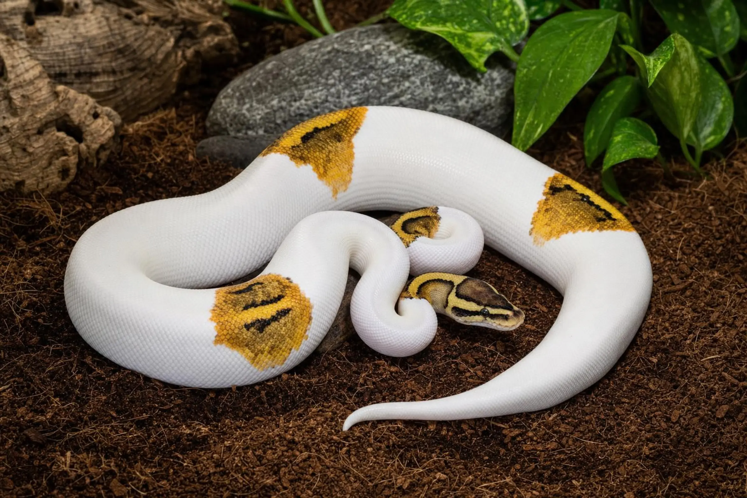 Pastel-Piebald-Königspython, Python regius