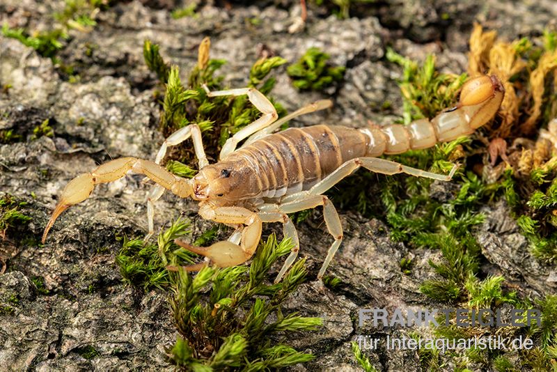 Hentz-Gestreifter-Skorpion, Centruroides hentzi