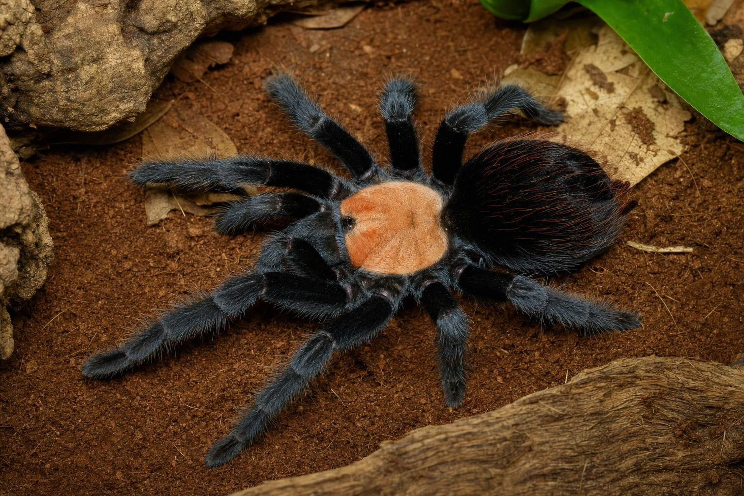Mexikanische Goldrücken-Vogelspinne, Brachypelmal albiceps