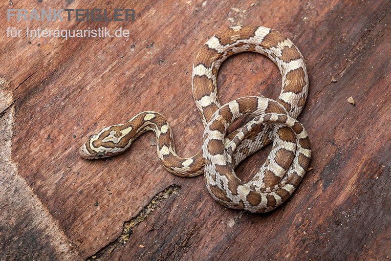 Kornnatter, Pantherophis guttatus CARAMEL