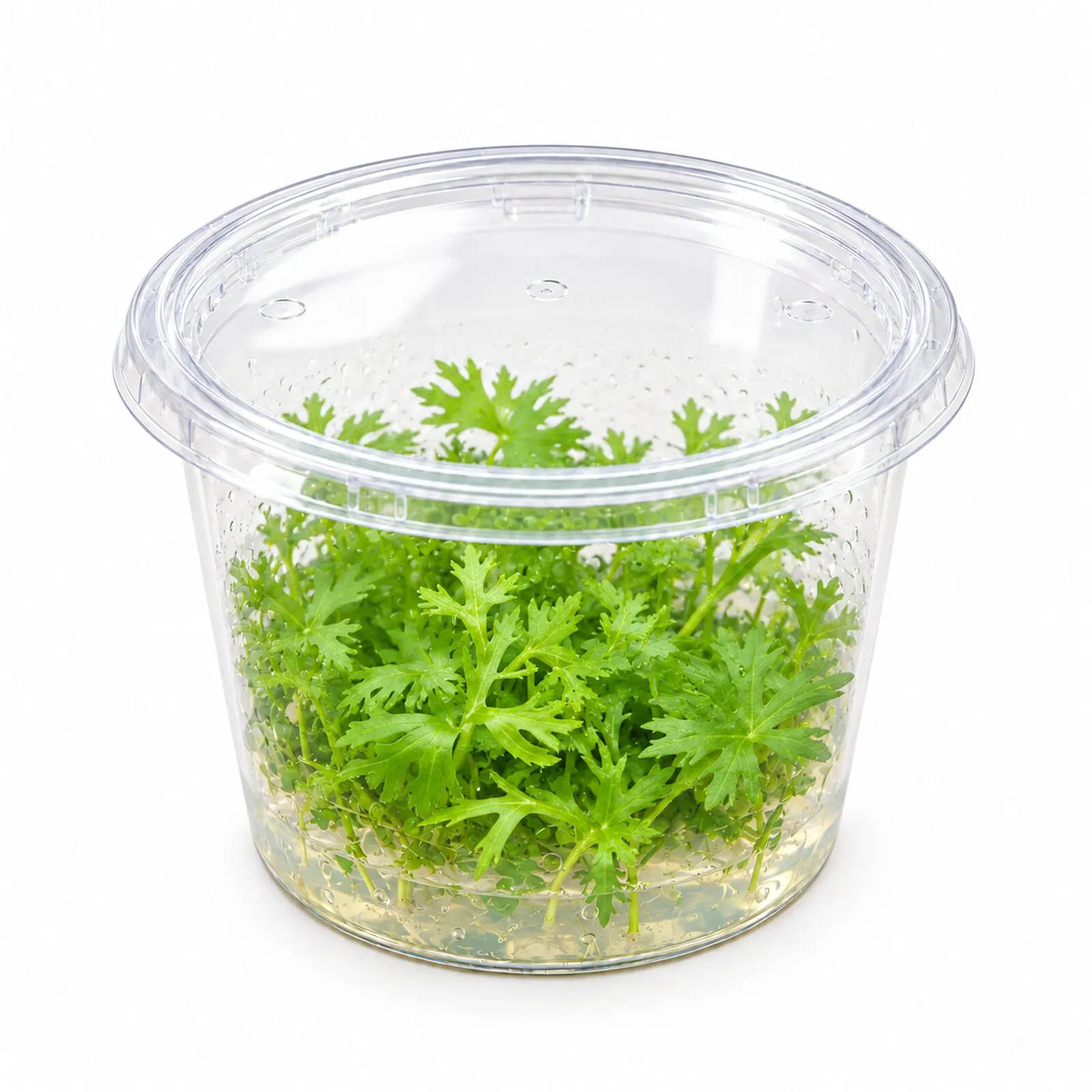 Fluss-Hahnenfuß, Ranunculus inundatus, In Vitro