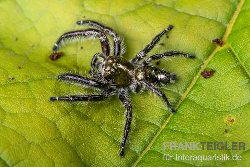 Springspinne, Hyllus diardi, gemischt