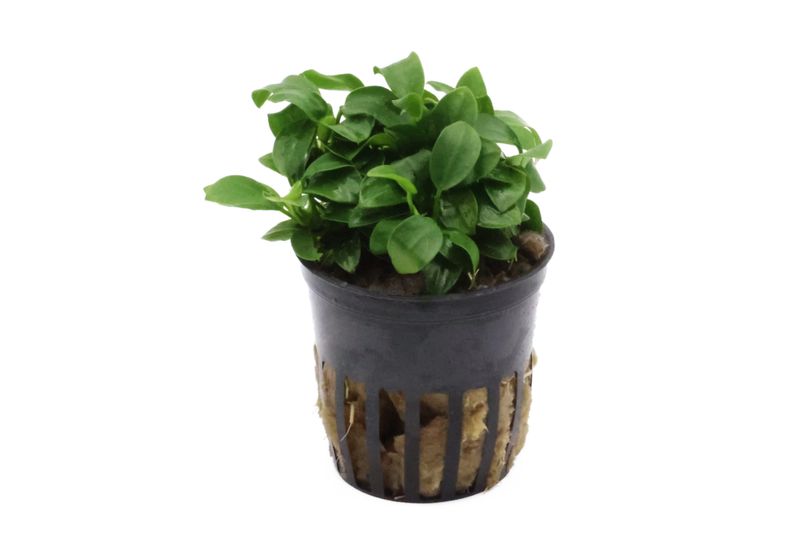Bonsai-Zwergspeerblatt, Anubias barteri "Petite", In Vitro