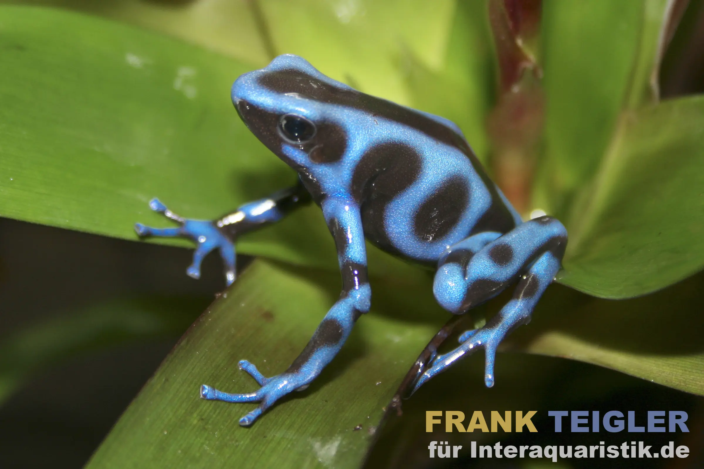 Goldbaumsteiger "Super Blue", Dendrobates auratus