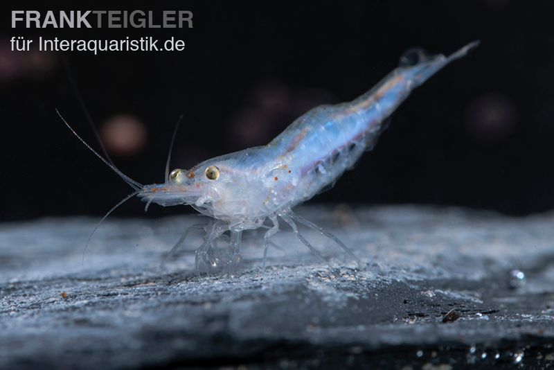 Short Nose Garnele, Caridina sp.