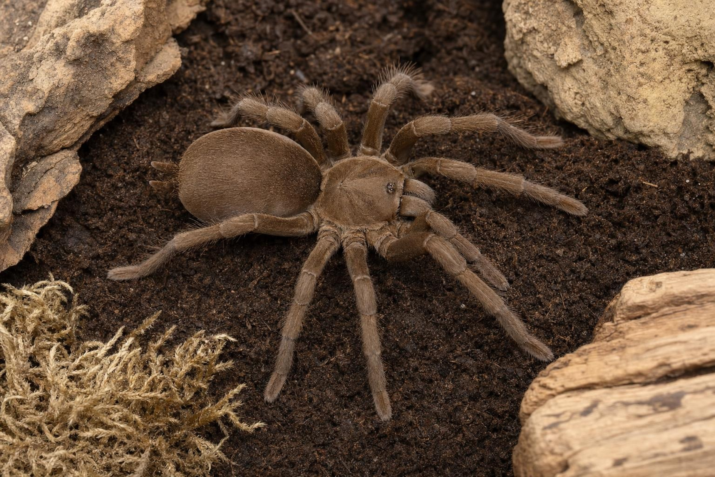 Queensland-Pfeifvogelspinne, Selenocosmia crassipes