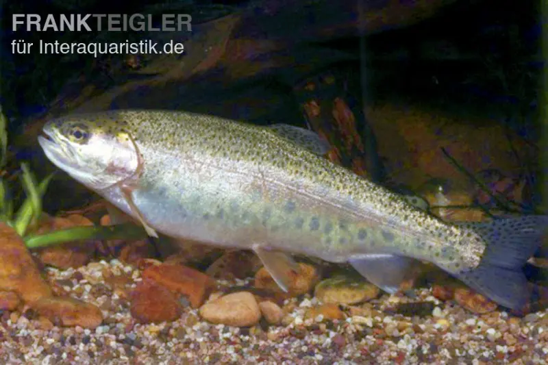 Regenbogenforelle, Oncorhynchus mykiss, 15-17 cm (Kaltwasser)