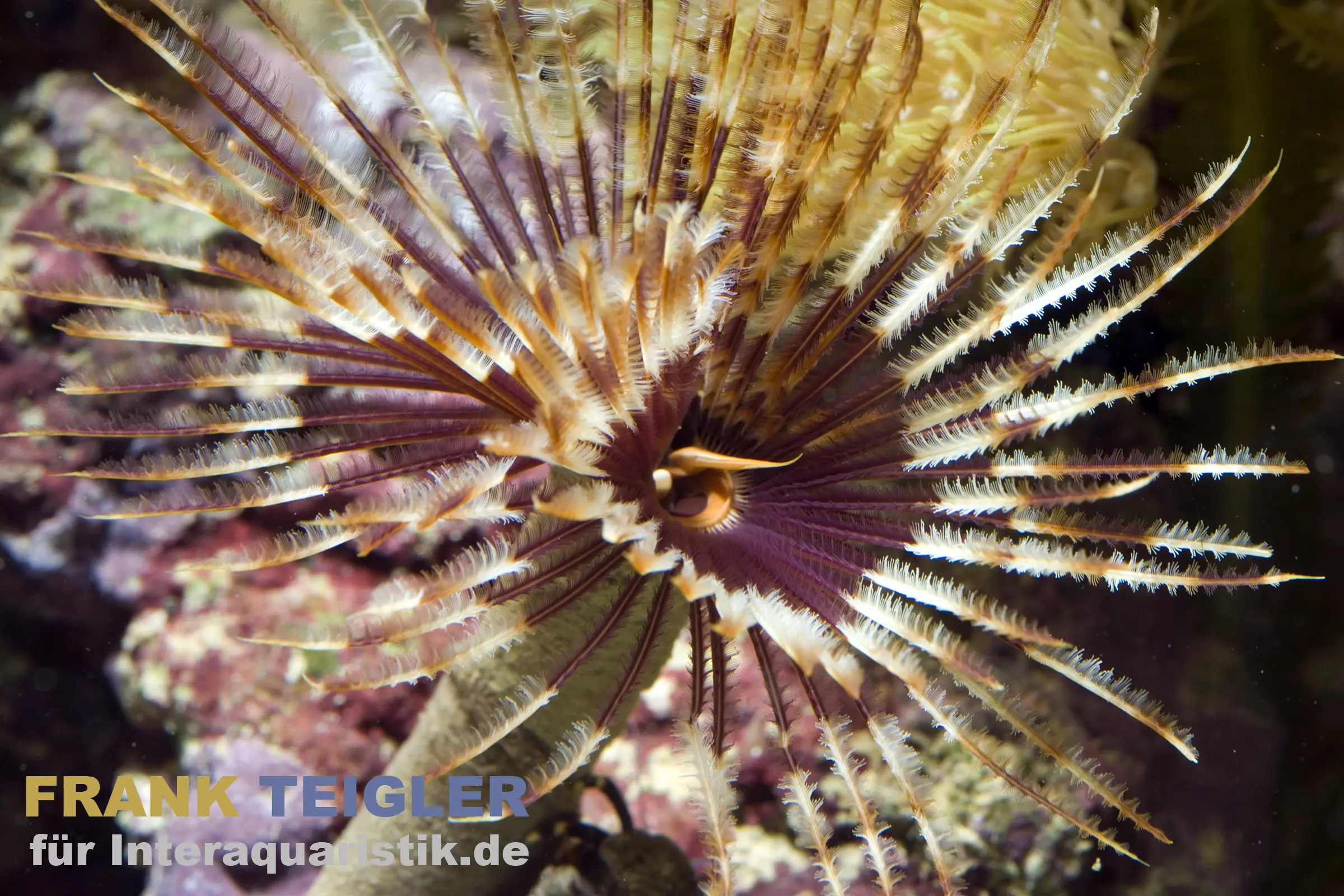 Pracht-Röhrenwurm (Sabellastarte magnifica) mit geöffneter farbiger Tentakel- bzw. Federkrone im Riffaquarium; attraktiver Filtrierer, ideal für Meerwasseranlagen (Meerwasser @Interaquaristik)