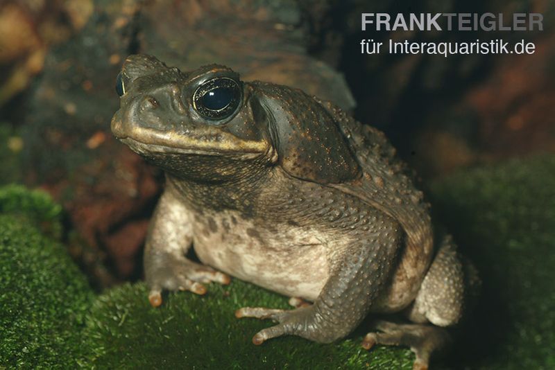 Agakröte, Bufo marinus, Größe XL