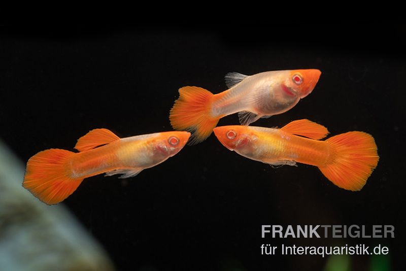 Albino Koi Guppy, Poecilia reticulata, Männchen