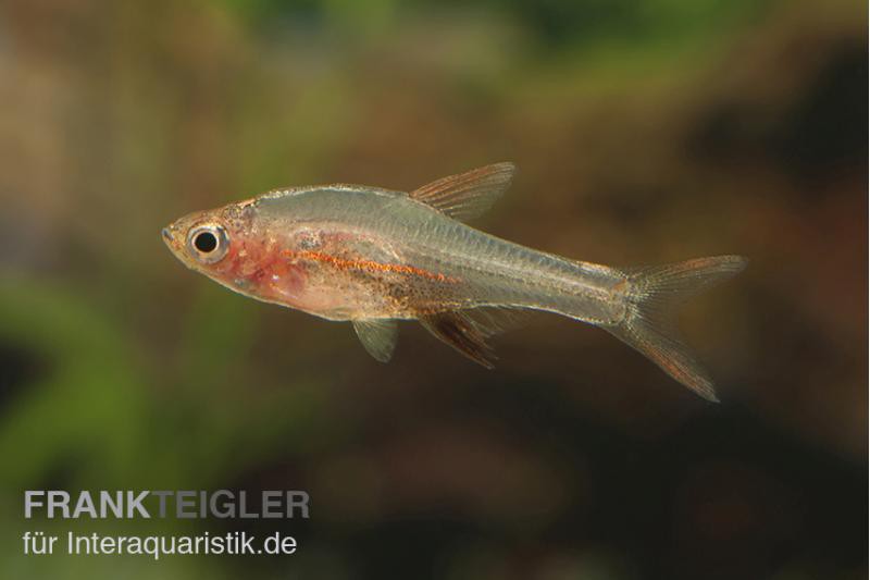 Axelrods Bärbling rot, Rasbora axelrodi (Minifisch)