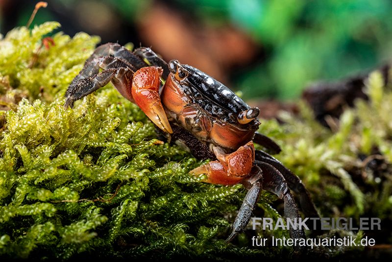 Rote Mangrovenkrabbe, Pseudosesarma moeshi, Zufällig ausgewählt