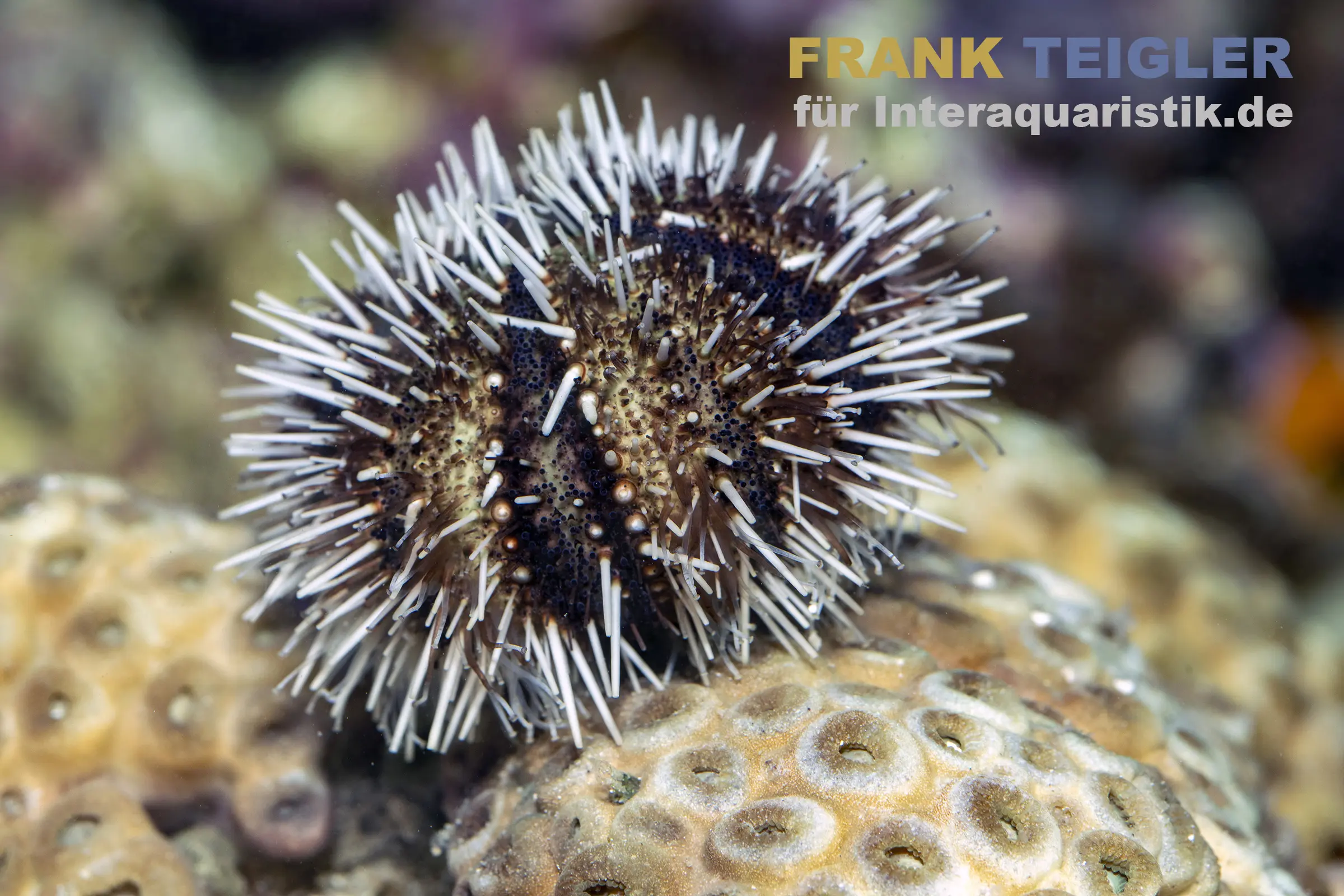Nahaufnahme eines Weißspitzen-Pfaffenhut-Seeigels (Tripneustes spec.) auf Korallenuntergrund, weiße Stacheln und braunes Stachelkleid, Foto für Meerwasser @Interaquaristik
