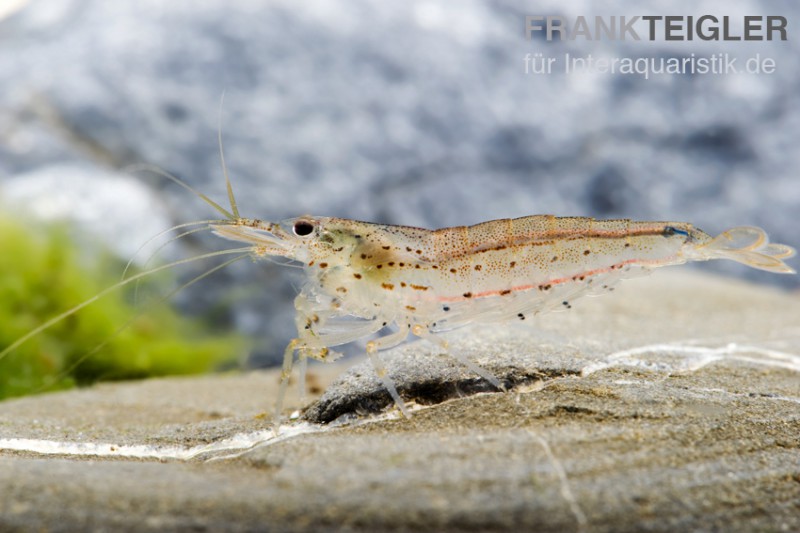 Amanogarnele, Caridina multidentata  [10+1 GRATIS]