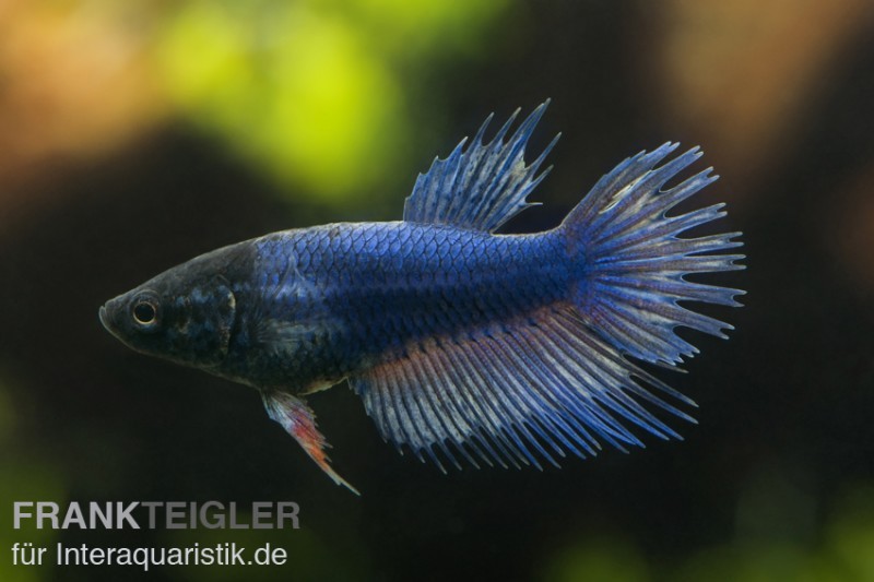 Crown Tail Kampffisch blau, Weibchen, Betta splendens