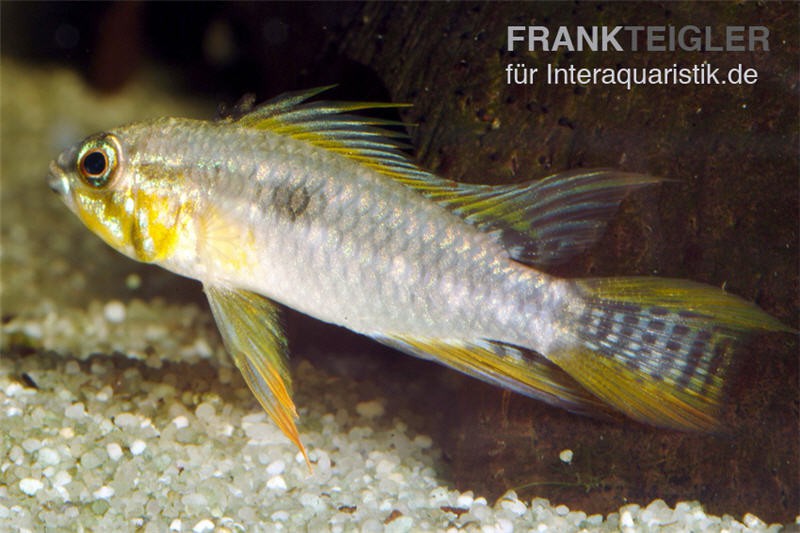 Zweistreifen-Zwergbuntbarsch, Apistogramma bitaeniata, gemischt