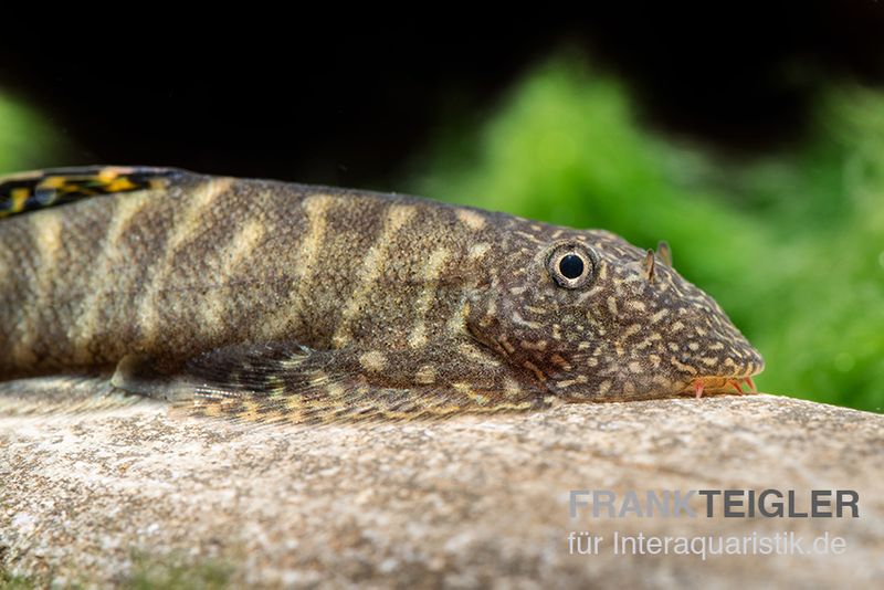 Gelbschwanz Flossensauger, Pseudogastromyzon viriosus