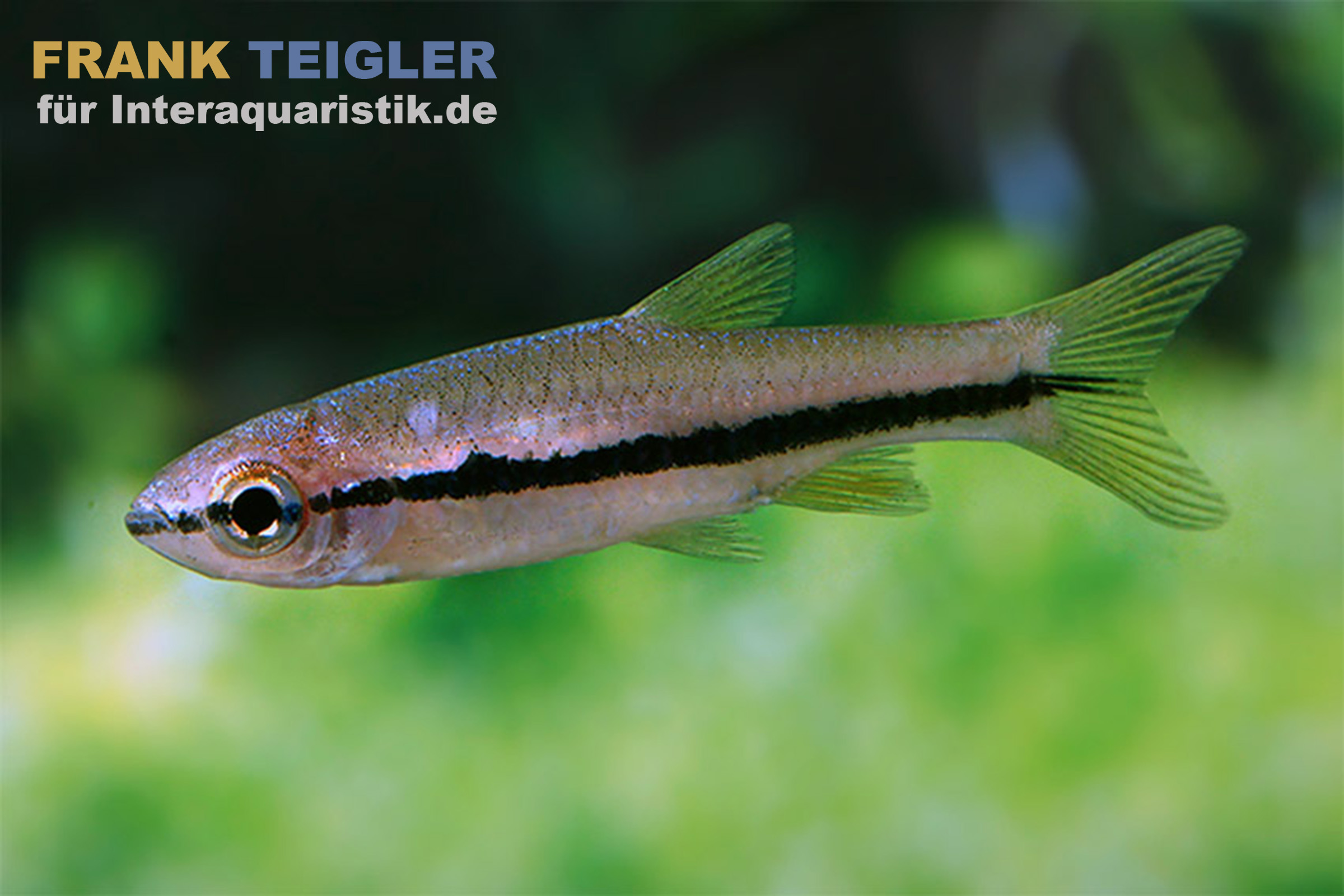 Fisch mit schwarzem Längsstreifen vor grünem Hintergrund