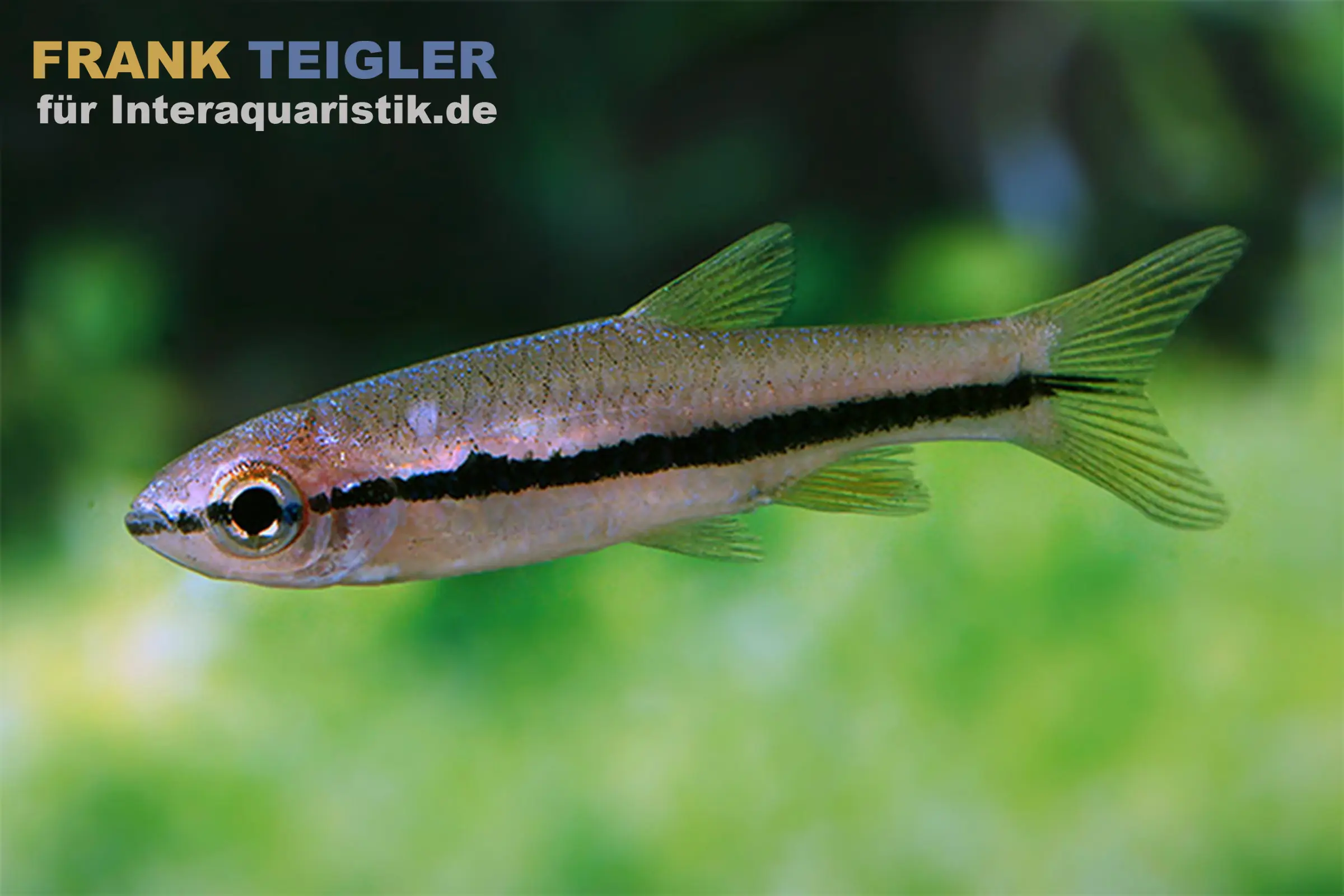 Fisch mit schwarzem Längsstreifen vor grünem Hintergrund