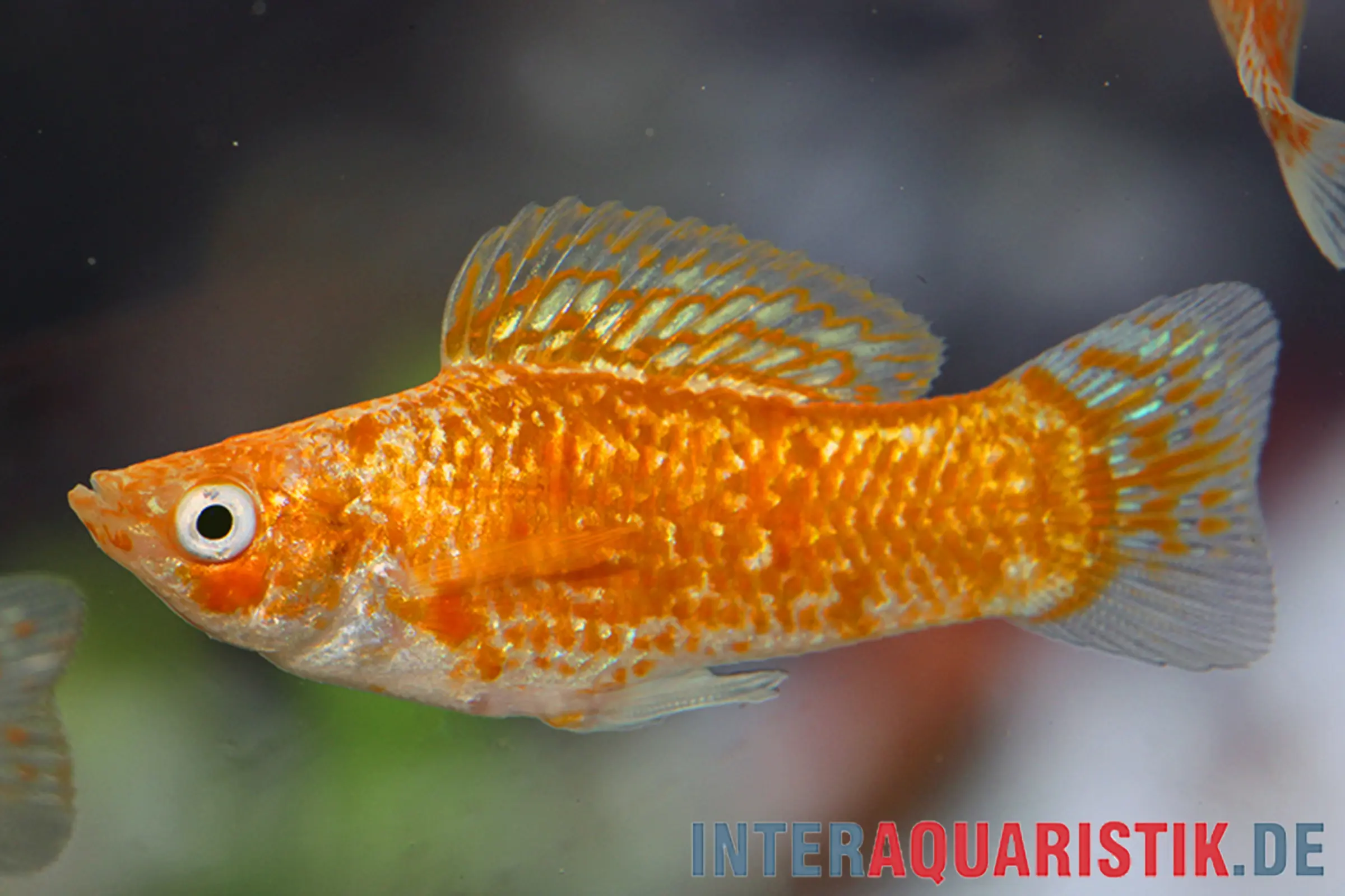 Nahaufnahme Silbermolly Orange Spot (Poecilia latipinna) mit silbrigem Körper, orangefarbener Punktreihung und auffälliger großer Segelflosse – lebendgebärender Segelkärpfling