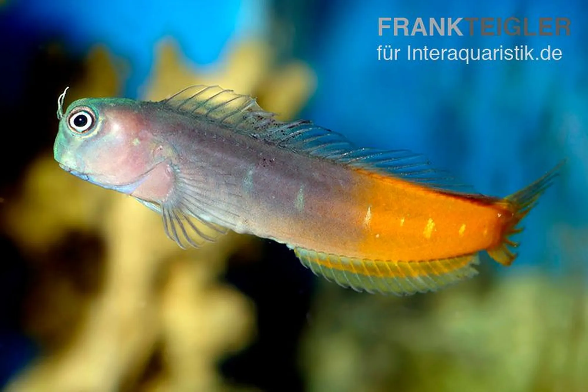 Zweifarbiger Schleimfisch, Ecsenius bicolor