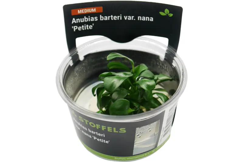 Bonsai-Zwergspeerblatt, Anubias barteri "Petite", In Vitro