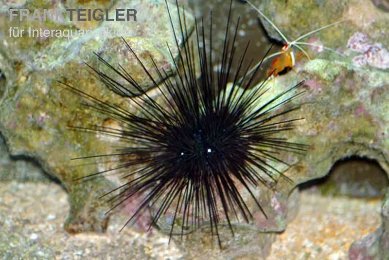 Diadem-Seeigel, Diadema setosum
