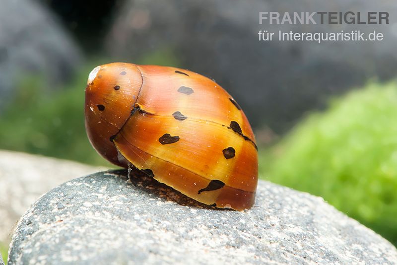 Punktnapfschnecke, Neritina semiconica