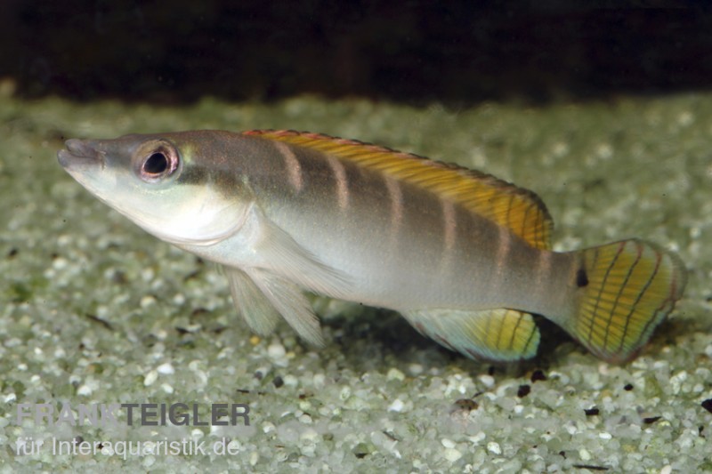 Schmalkopf-Hechtbuntbarsch, Crenicichla compressiceps