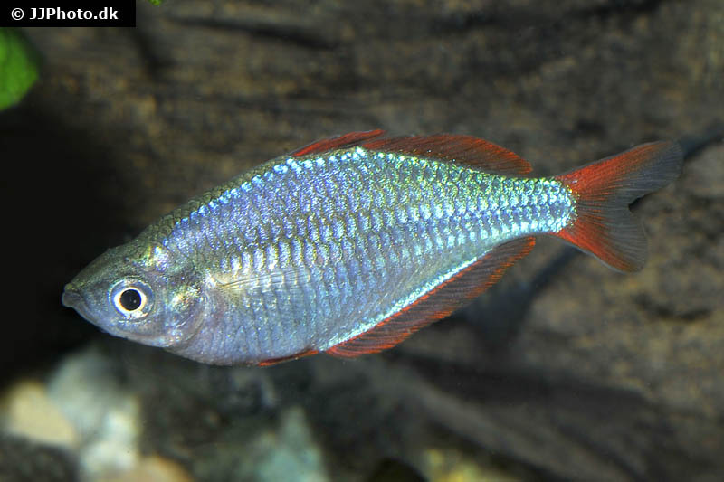 Diamantregenbogenfisch, Melanotaenia praecox