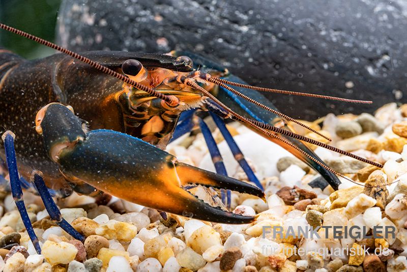 Dunkelblauer Krebs Variante III, Cherax sp. "Blue Moon Type III", Paar (1 Männchen + 1 Weibchen)