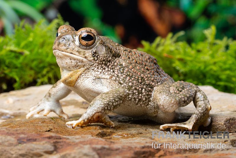 Texaskröte, Anaxyrus speciosus