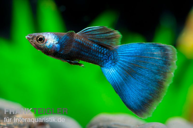 Guppy moskaublau, Poecilia reticulata, Weibchen