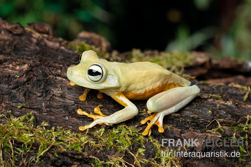 Gestreifter Laubfrosch, Hyla crepitans