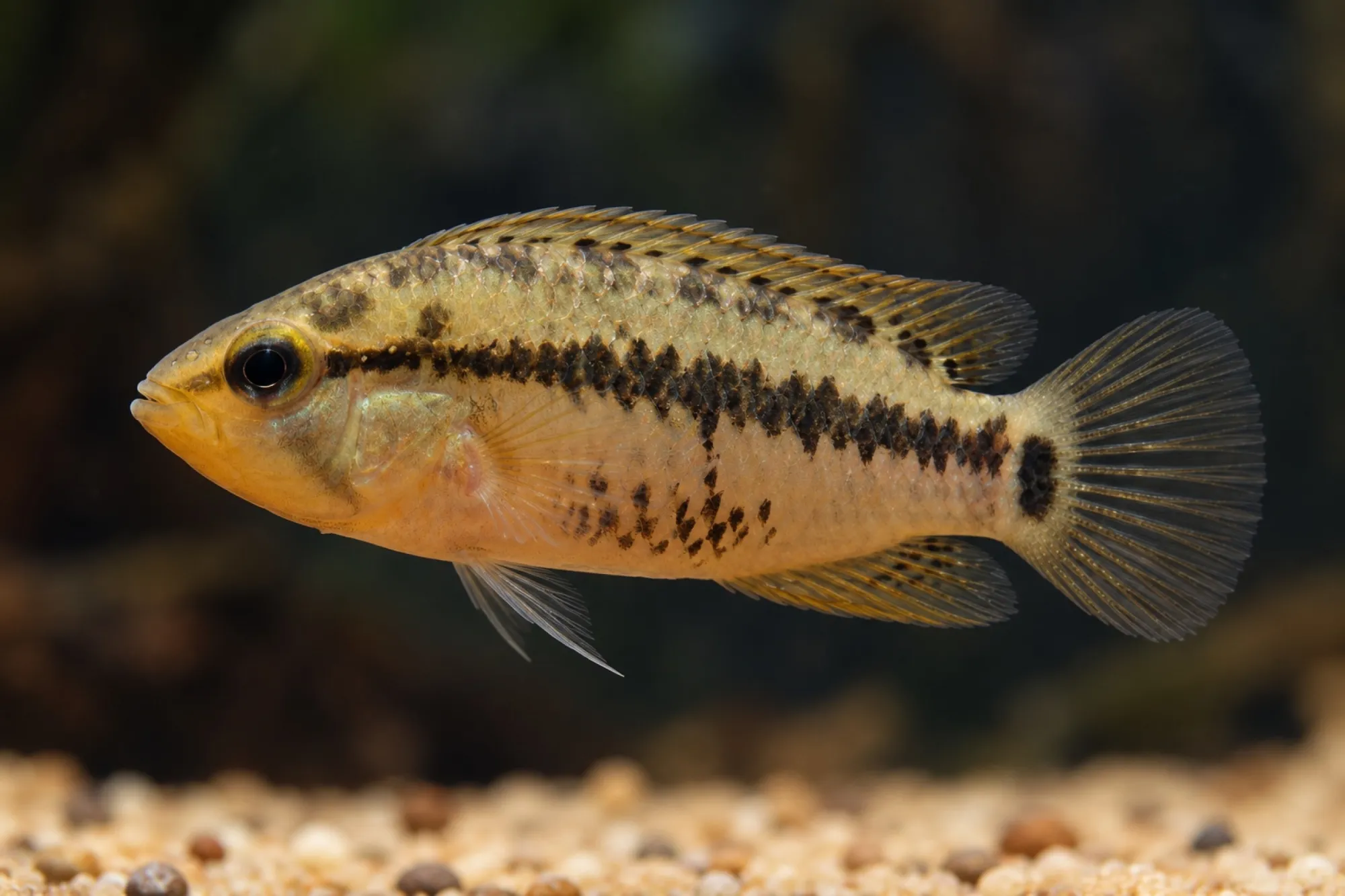 Eleutheria-Zwergbuntbarsch, Apistogramma eleutheria