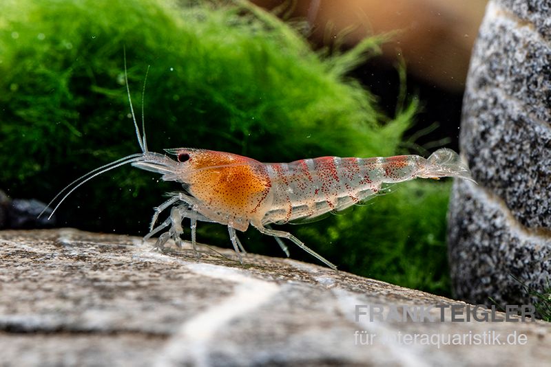 Rote Tigergarnele, Caridina mariae red