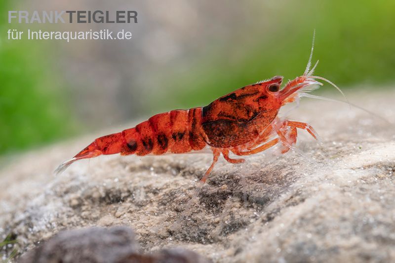 Extreme Red King Kong Garnele, Caridina spec. Extreme Red King Kong (Taiwan Bee)