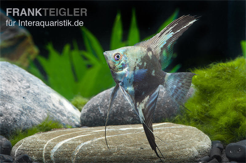 Blauer Leopard-Skalar, Pterophyllum scalare blau Leopard, DNZ