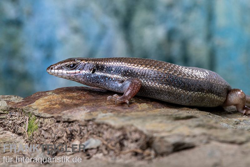 Fünfstreifenskink, Trachylepis quinquetaeniata, männlich