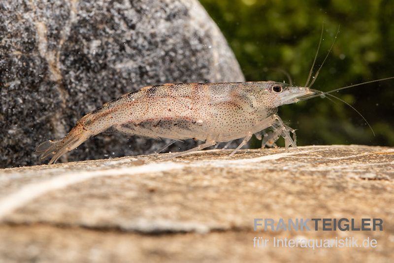 Australische Amanogarnele, Caridina typus (Rarität)