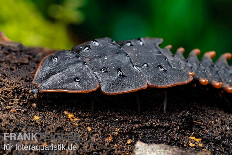 Trilobitkäfer, Duliticola sp.