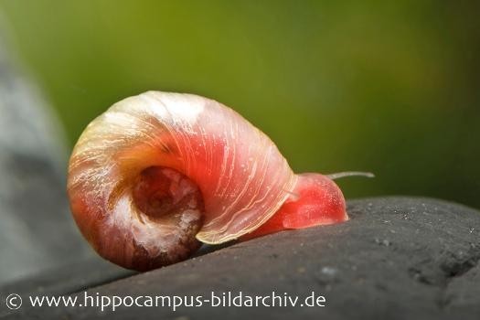 Kleine Posthornschnecke rot, Planorbella duryi var. 'Rot'