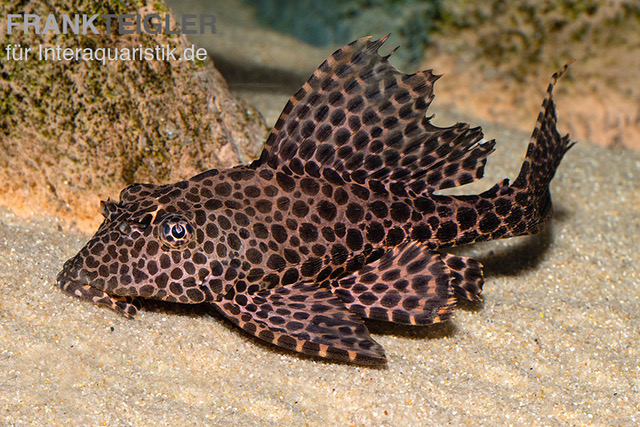 Wabenschilderwels, Glyptoperichthys gibbiceps, L165